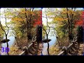 3D video, Fall foliage, Stereogram, Magic eye, SBS, Side By Side, Stereo 3D video