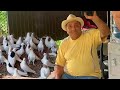 Соривнавание голубей. п Ахтырский. Третий участник Нерсес. Pigeon competitions