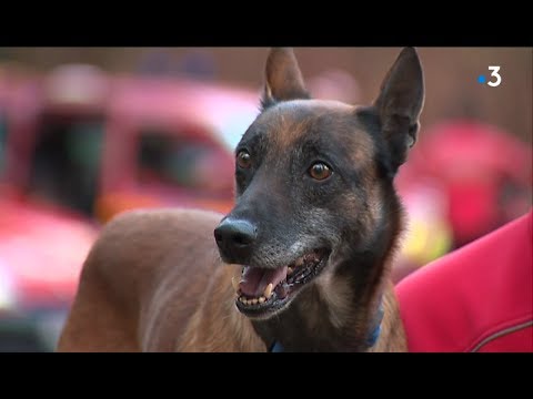 Vidéo: Chien De Sauvetage Des Pompiers D'un Gouffre De 6 Pieds