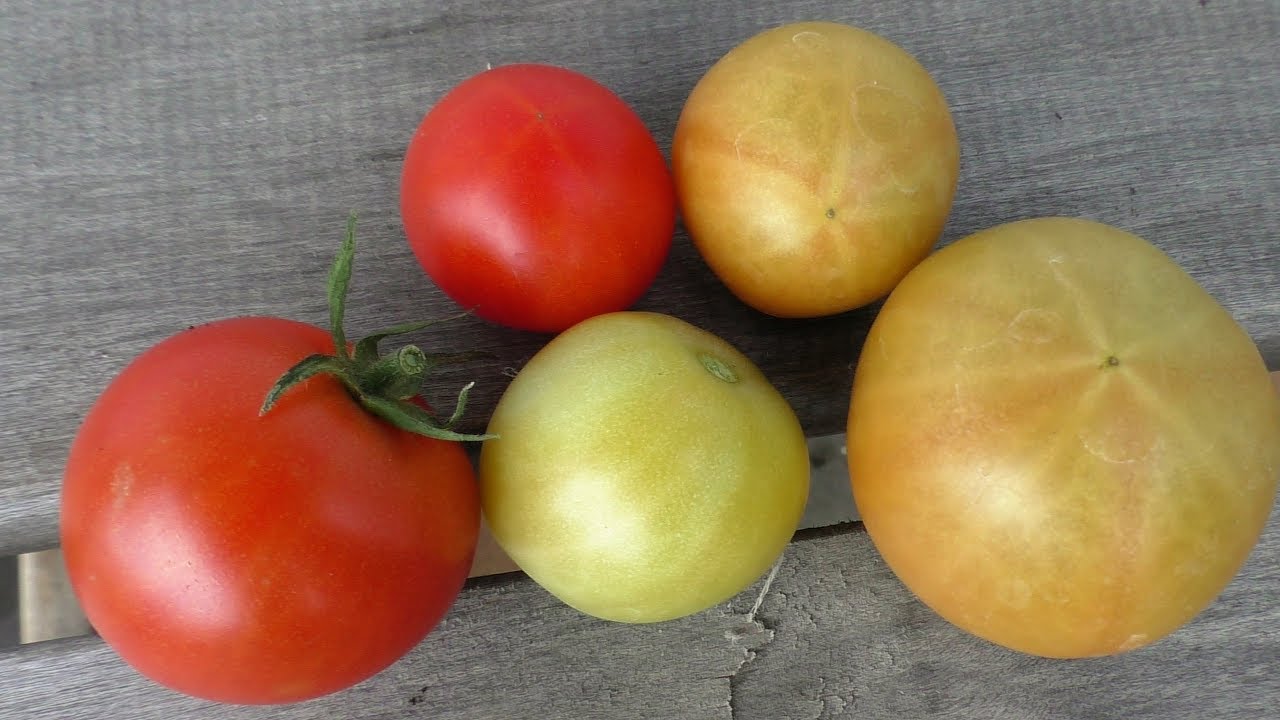 Сорвал первые спелые помидоры 12 июня
