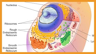 Cell Biology - Organelles