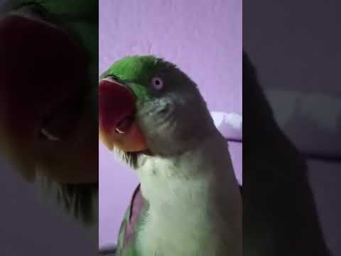 nepali parrot angry