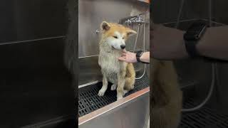 Akita Inu, grooming #shorts #dogs #akitainu #dog #grooming