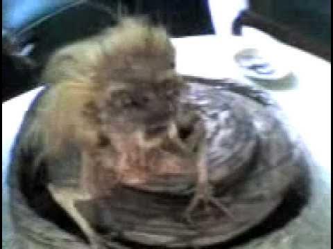 Qoriqchi fotosurati bilan jinsiy aloqa Liza Sierra del Porno