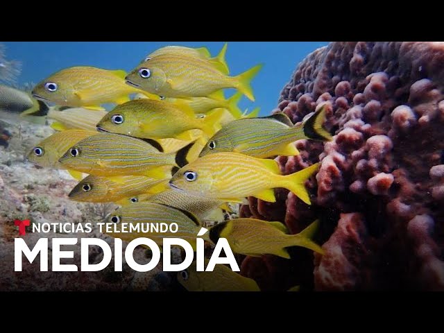 Algas pueden ser responsables del raro comportamiento y muerte de estos peces | Noticias Telemundo