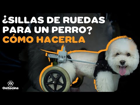 8 ideas de Carro perro discapacitado  silla de ruedas para perro, perros,  silla de ruedas