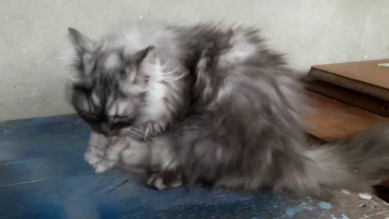 #kucingpersia#bayikucing Kucing Imut kucin Persia - YouTube