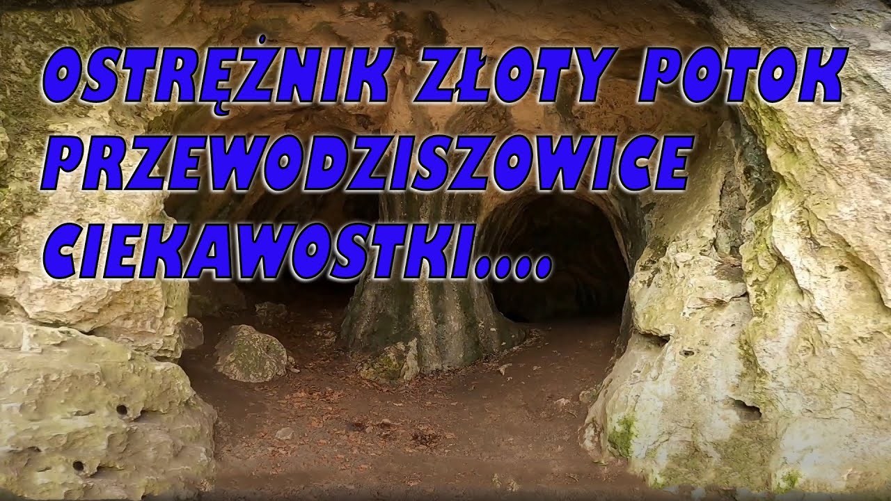 Ostrężnik Złoty Potok Przewodziszowice Ciekawostki....