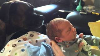 Brock the Boxer: Pulling off Baby's Hat!! FUNNY! by Brock the Boxer TV 20,529 views 9 years ago 51 seconds