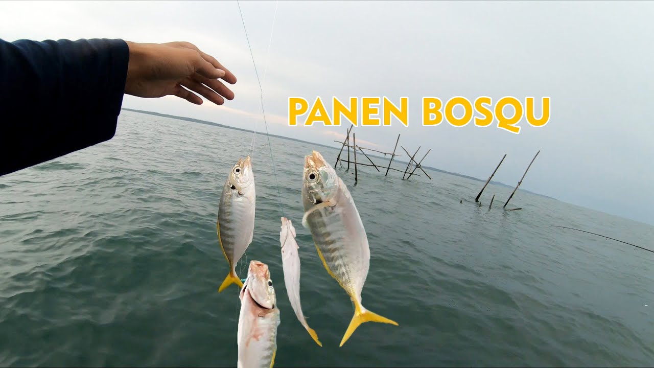 MANCING RINTAK/KOTREKAN DI LAUT DANGKAL - PANEN STRIKE