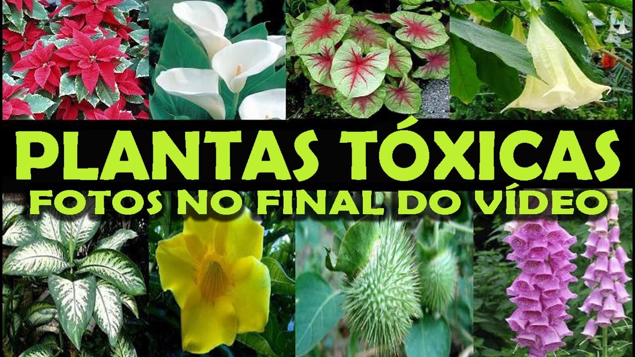 Featured image of post Imagens De Plantas Tóxicas : Para evitar que las plantas tóxicas puedan hacernos daño, debemos usar siempre dosis adecuadas.