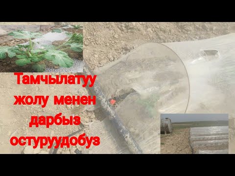 Video: "Тамчы" - поликарбонат парник