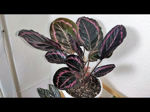 Vídeo: Como cuidar de calathea dottie?