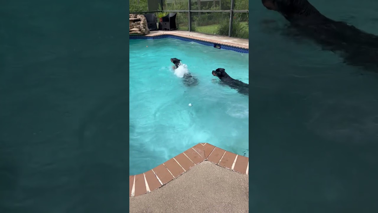 dog pool party  