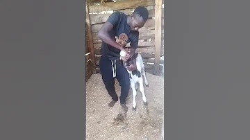 NELUSIGWE SILONDA NA UJIO WA NDAMA JIKE TAR 24 12 2024 
