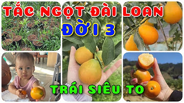 Cây Tắc ngọt Đài Loan đời 3 trái siêu ngọt siêu to| 0386569374 -Ngọc Ngân Bến Tre |Chuyên cây độc lạ