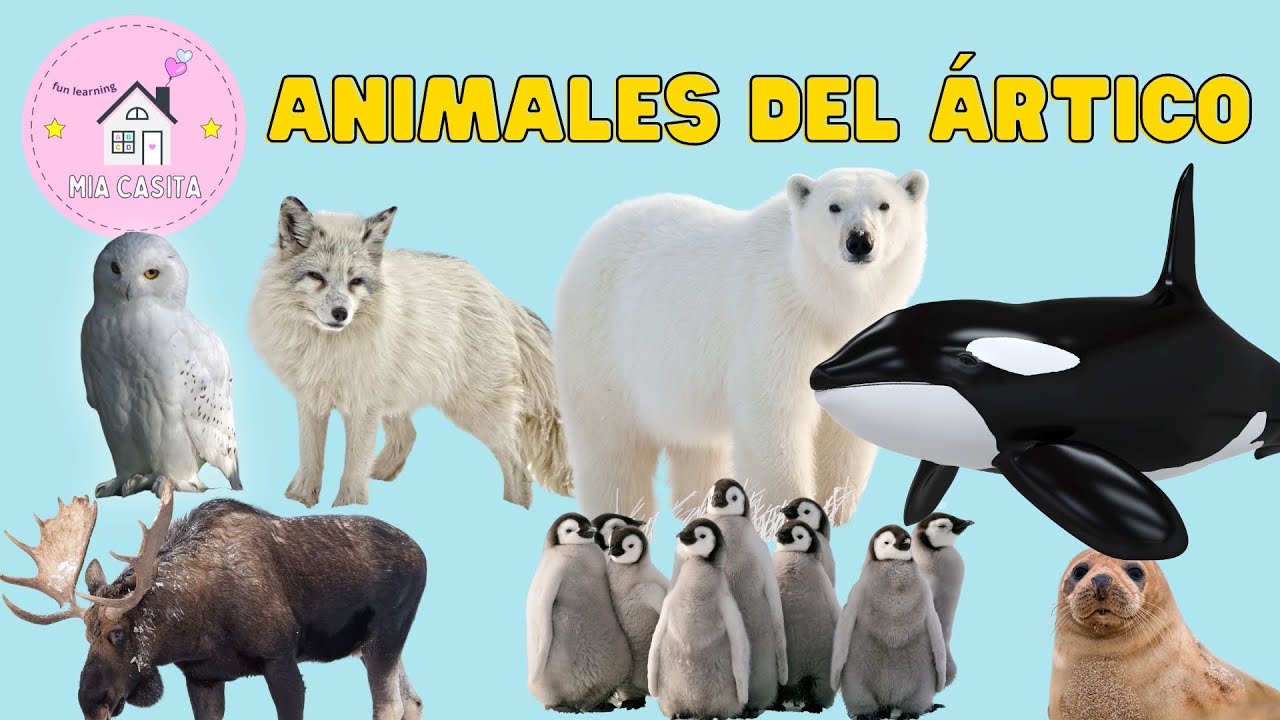 El mundo de los animales del Ártico  Animales polares! 🐧 - Polar animals  ❄️🐋🐧🦭 