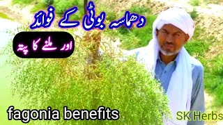 Dhamasa booti k faidy | Dhamasa booti available hy