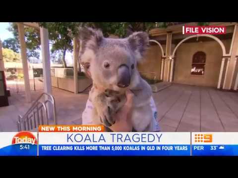 camera iphone 8 plus apk Koala Tragedy