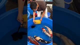 Man Pours Black Color Into Fish Tank 😱 What Happens Next Is Shocking! #shots #facts