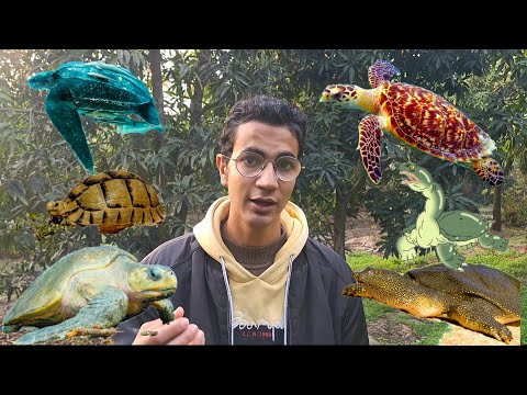 أنواع السلاحف فى مصر 