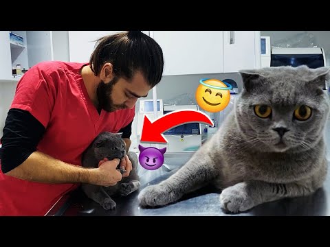 HE BIT MY HAND! 😱 Adorable Scottish Fold Cat Attack! #TheVet