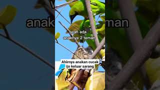 Green cucak bird leaves its nest in nature #shorts #bird