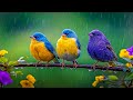 Peaceful Piano &amp; Gentle Birds 🌿 Restore Your Heart, Ease the Mind, and Rest Deeply 🎹✨