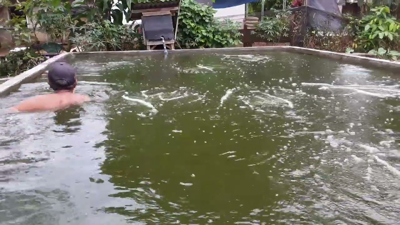 memasang aerator 125W pada kolam beton