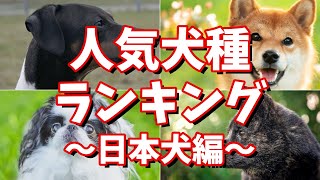 人気犬種ランキング 日本犬編 その魅力と特徴は