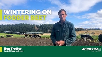 Wintering on fodder beet