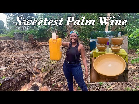 How Palm Wine is Made in Ghana ?? - An African Favorite Beverage