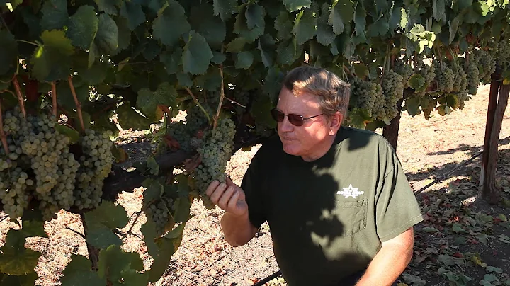 Verdelho, Pomar Junction Vineyard