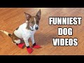 TRY NOT TO LAUGH WATCHING FUNNY DOG VIDEOS 2021 #2 - Daily Dose of Laughter!