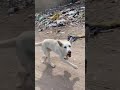 الجلب نغل الجلب نغل