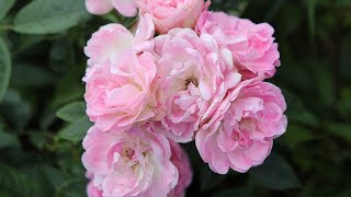 Top tips for growing roses