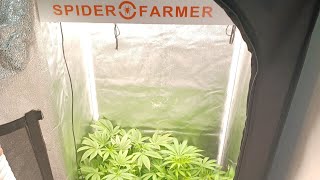 Start of week 10 Spider Farmer G3000 medical marijuana Gorilla Glue from Amsterdam Marijuana Seed