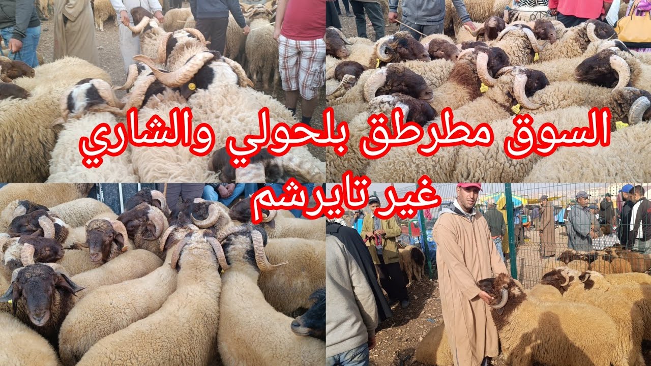 قبل 13يوم من عيد الأضحى المبارك أثمنة بيع الحولي بسوق الثلاثاء ازرو بتاريخ 04/06/2024