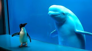 Wieloryb pierwszy raz zobaczył pingwina. Zobacz, co się potem wydarzyło!