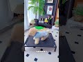 长按复制此条消 #pets #老友狗狗 #cuteanimal #petvideos #狗狗 #cutedog #cutedresses #dogcute #cute