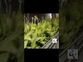 #love_status #trending #travelvlog #youtubeshorts #gardening #shortvideo