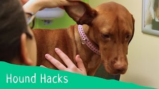 Hound Hacks: Tip 14  How to clean your dog's ears