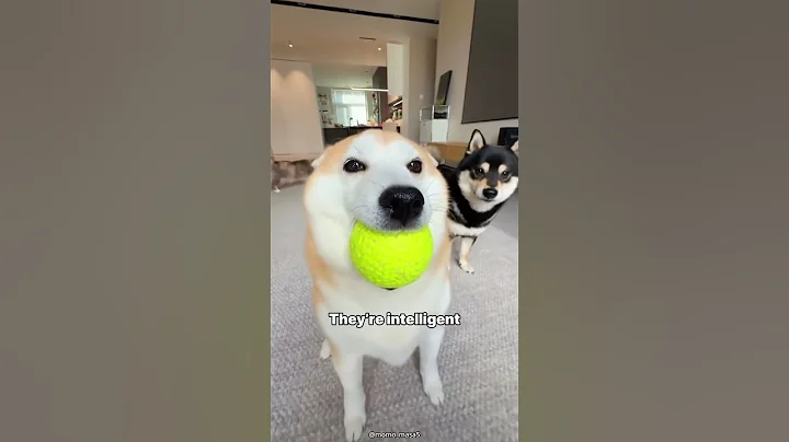 The Truth About Owning a Shiba Inu #shorts #dogs #pets #facts