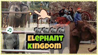 Ichihara Elephant Kingdom| Elephant Show, Ride in Japan |Dilli 2 Tokyo