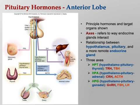 Annotated Endocrine Physiology Lecture 2 - YouTube