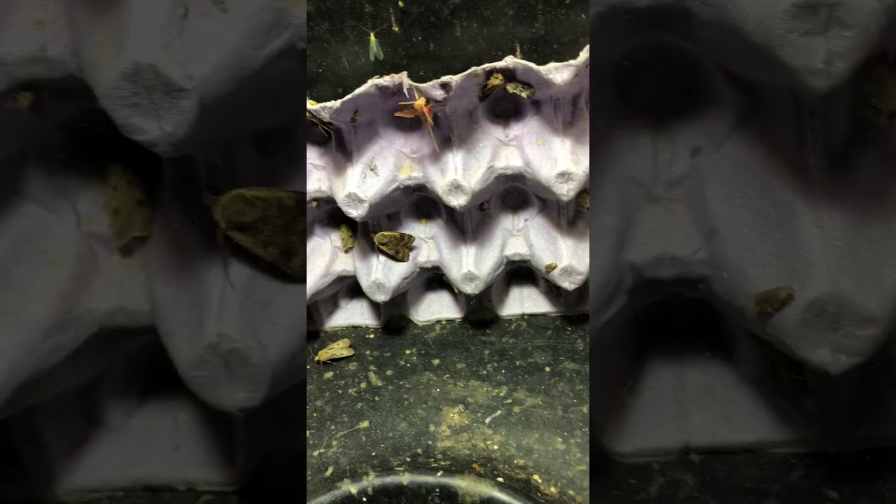 Inside the Moth Trap