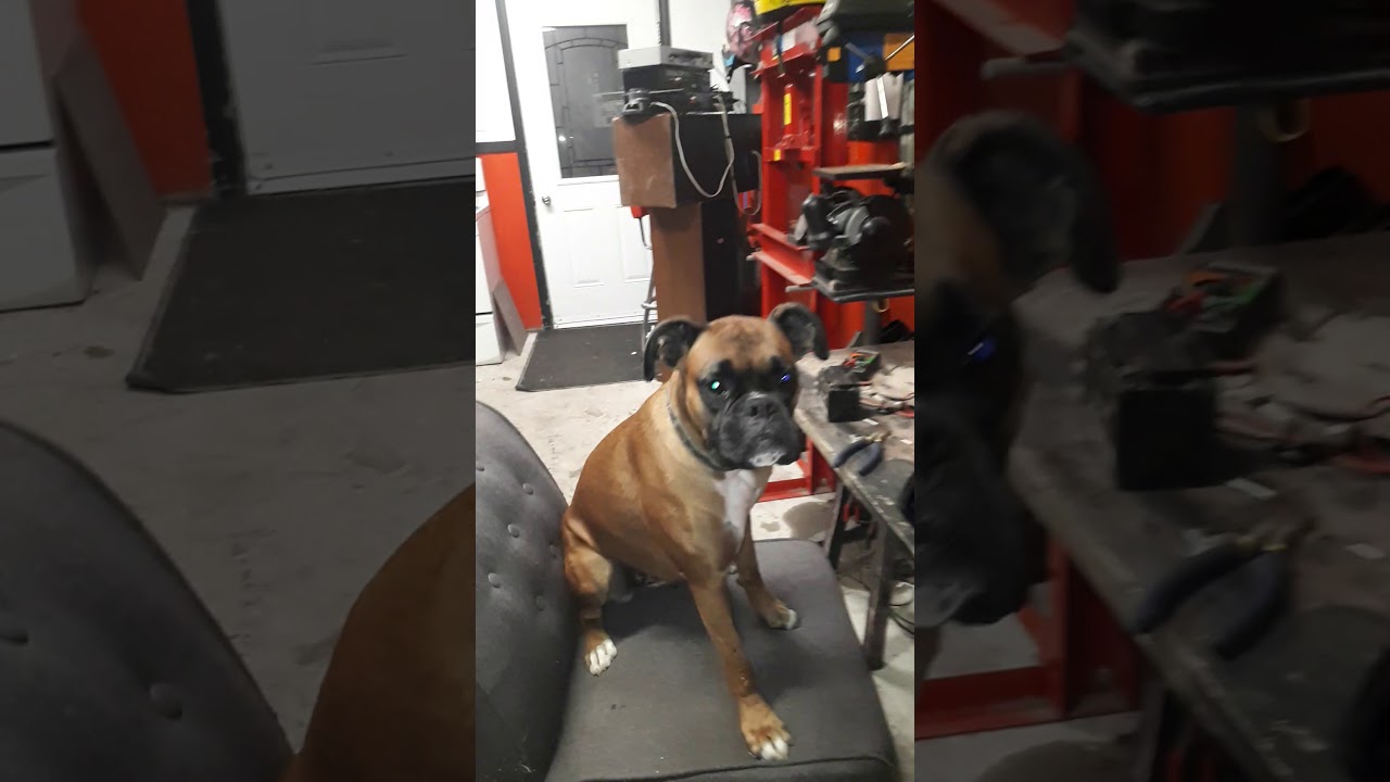 A talking boxer dog YouTube