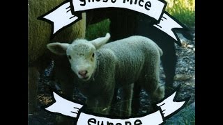 Watch Ghost Mice Switzerland video