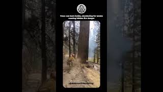 Trees can burn inside, smoldering for weeks causing hidden fire danger