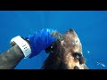 Spearfishing Dimitris Pantelaios #06